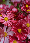 Cosmos, 'Velouette'