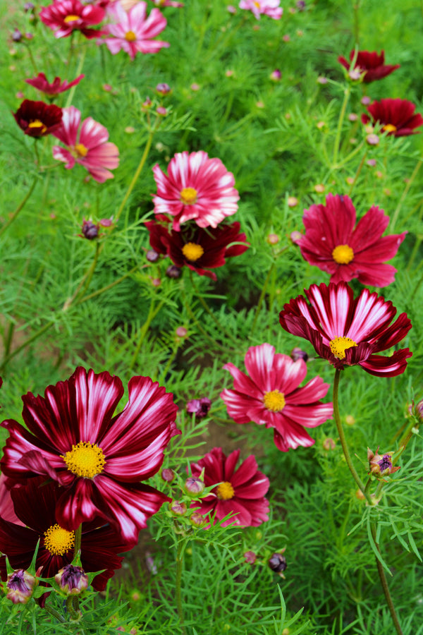 Cosmos, 'Velouette'