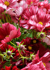Cosmos, 'Velouette'