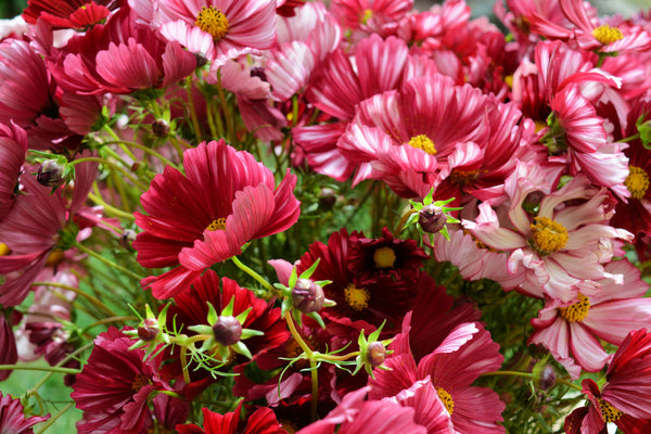 Cosmos, 'Velouette'