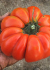 Tomato, 'Vernazza'