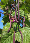 Bean, Pole Snap, 'Trionfo Violetto'