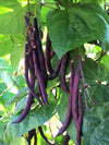 Bean, Pole Snap, 'Trionfo Violetto'