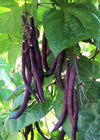 Bean, Pole Snap, 'Trionfo Violetto'