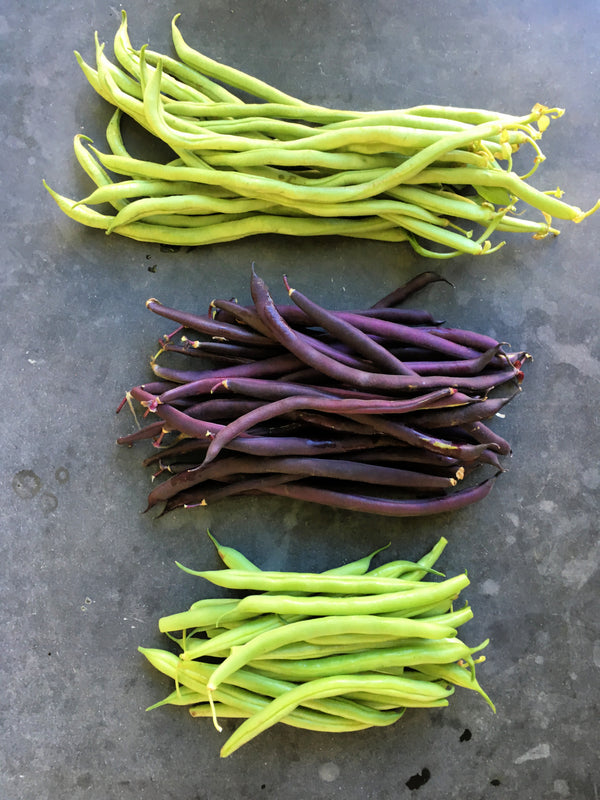 Bean, Pole Snap, 'Trionfo Violetto'