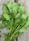 Arugula, 'Wasabi'