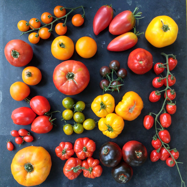 Tomato, 'Sheboygan'