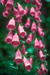 Foxglove, 'Wild Cascades'