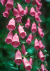 Foxglove, 'Wild Cascades'