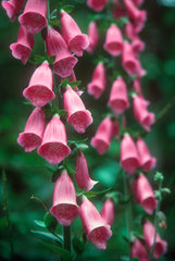 Foxglove, 'Wild Cascades'
