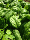 Spinach, 'Winter Giant' (Gigante d'Inverno)