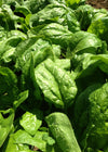 Spinach, 'Winter Giant' (Gigante d'Inverno)