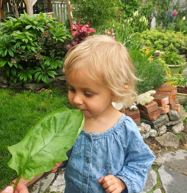 Spinach, 'Winter Giant' (Gigante d'Inverno)