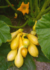 Summer Squash, 'Yellow Crookneck'