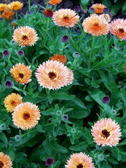 Load image into Gallery viewer, Calendula, 'Zeolights'