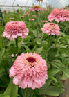 Zinnia, 'Zinderella Lilac'