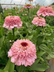 Zinnia, 'Zinderella Lilac'