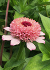 Zinnia, 'Zinderella Lilac'