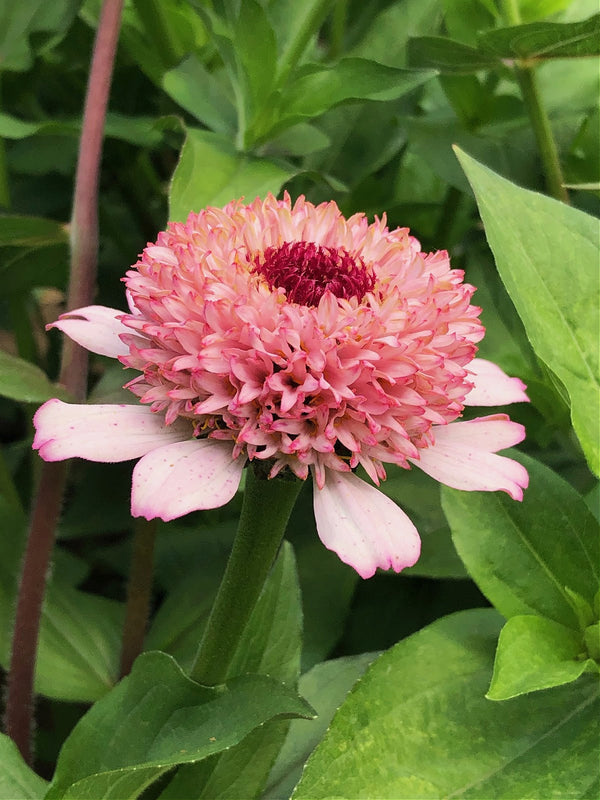 Zinnia, 'Zinderella Lilac'