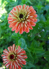 Zinnia, 'Salmon Rose'