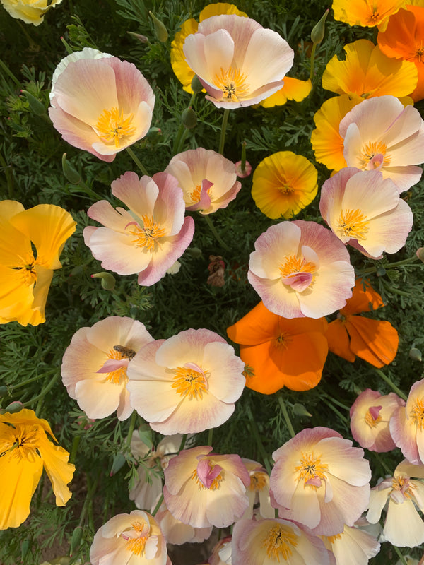 Poppy, California, 'California Mix'