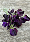 Sweet Pea, 'Almost Black'