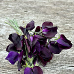 Load image into Gallery viewer, Sweet Pea, &#39;Almost Black&#39;
