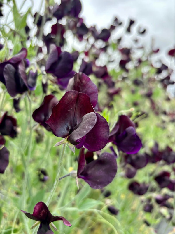 Sweet Pea, 'Almost Black'