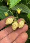 Strawberry, 'Alpine White'