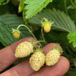 Load image into Gallery viewer, Strawberry, &#39;Alpine White&#39;
