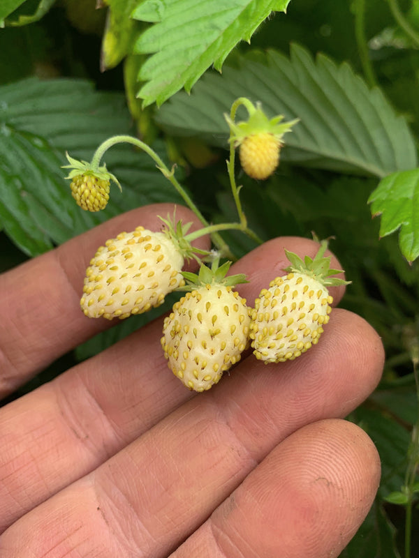 Strawberry, 'Alpine White'