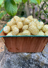 Strawberry, 'Alpine White'