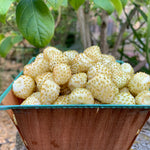 Load image into Gallery viewer, Strawberry, &#39;Alpine White&#39;
