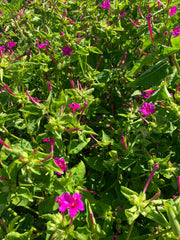 Load image into Gallery viewer, Four O&#39;Clock, &#39;Beddu&#39;
