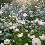 Load image into Gallery viewer, Cosmos, &#39;Cupcake White&#39;
