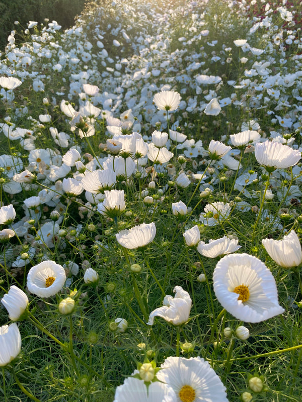 Cosmos, 'Cupcake White'