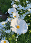 Cosmos, 'Cupcake White'