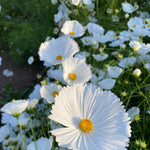 Load image into Gallery viewer, Cosmos, &#39;Cupcake White&#39;
