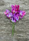 Sweet Pea, 'Ella Mountbatten'