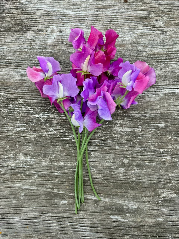 Sweet Pea, 'Ella Mountbatten'