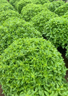 Basil, Greek 'Greco a Palla'