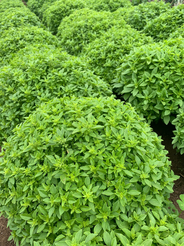 Basil, Greek 'Greco a Palla'