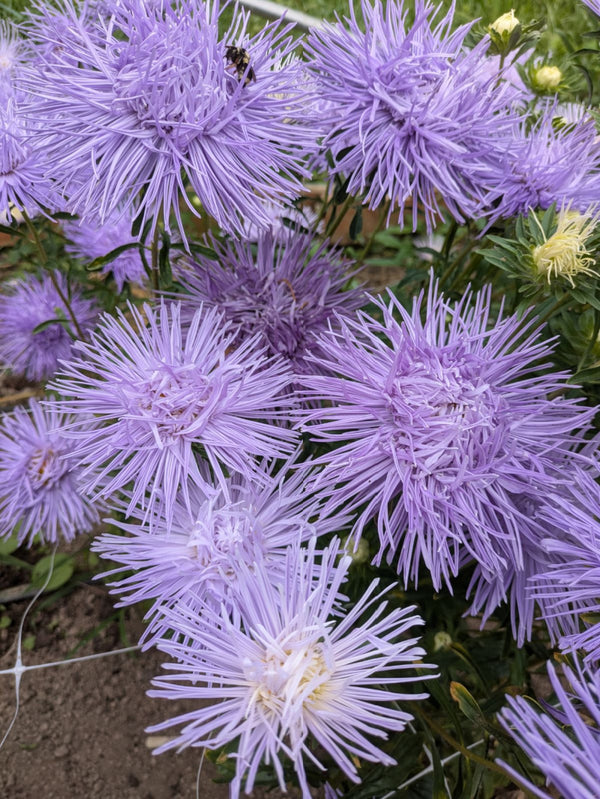 Aster, China, 'Hazaster Hagen Light Blue'