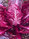 Radicchio (Rosso di Verona), 'Bandarossa'