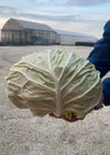 Cabbage, 'Verza Marinanta'