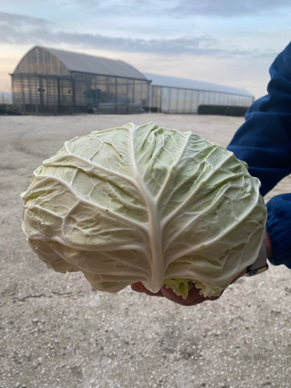Cabbage, 'Verza Marinanta'