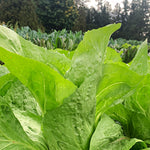 Load image into Gallery viewer, Radicchio (Pan di Zucchero/Sugarloaf), &#39;Serena&#39;
