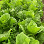 Load image into Gallery viewer, Radicchio (Pan di Zucchero/Sugarloaf), &#39;Serena&#39;
