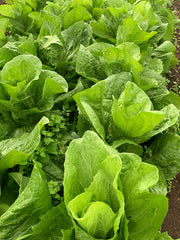 Load image into Gallery viewer, Radicchio (Pan di Zucchero/Sugarloaf), &#39;Serena&#39;
