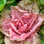 Load image into Gallery viewer, Radicchio (Rosa del Veneto), &#39;Jolanda&#39;
